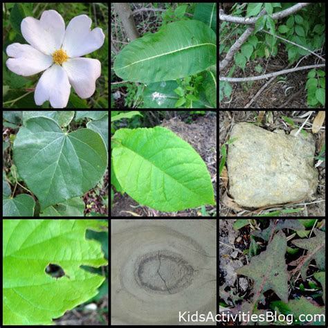 Shapes in Nature