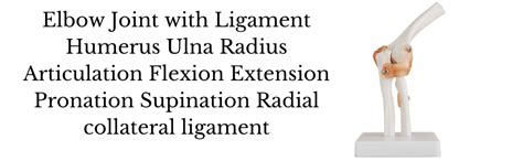 AjantaExports Elbow joint Ligaments Anatomy Human body Skeletal system ...