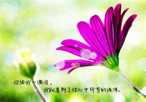 清新意境花朵带字图片_迷人眼的清新花朵_唯美意境_QQ泡空间站