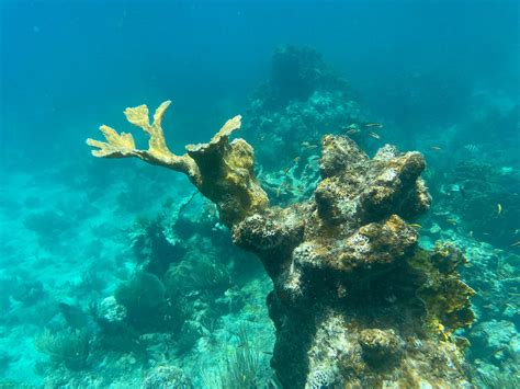 PIRATE SNORKELING SHACK (2026) All You SHOULD Know Before Going (with ...