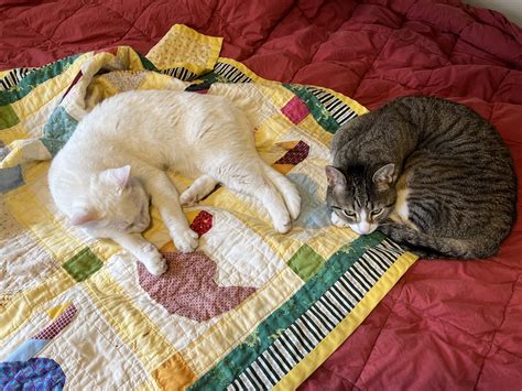 Rex Parker Does the NYT Crossword Puzzle: Wide-reaching green light ...