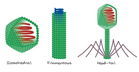 Structure and Reproduction in Viruses - MCAT Biological and Biochemical ...