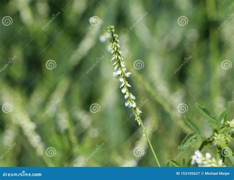 Melilotus Albus, Also Known As Honey Clover, Bokhara Clover (Australia), Sweet Clover, or White ...