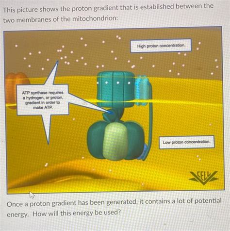 Image result for Proton Gradient
