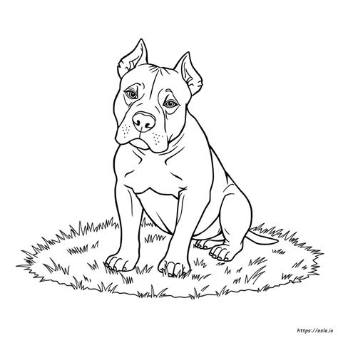 Printable Realistic Pitbull Coloring Pages