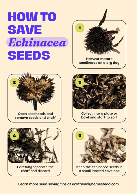 How I Harvest Purple Coneflower Seeds: A Step-by-Step Guide