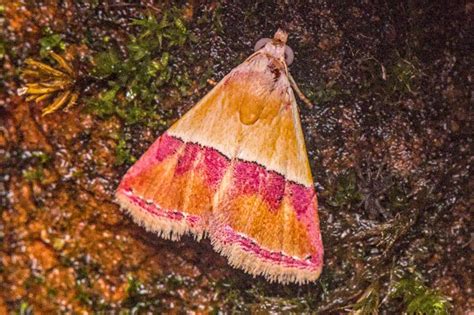 Eublemma accedens | Moths