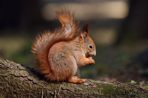Where Does the Squirrel Live: Facts About the Habitat of This Rodent