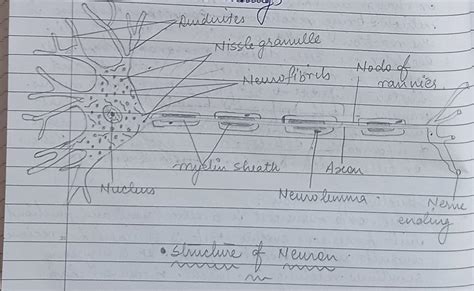 (a) Draw the structure of neuron and label cell body and axon.(b) Name ...