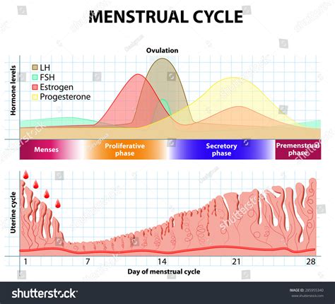 Phases Of Menstruation Follicular Luteal