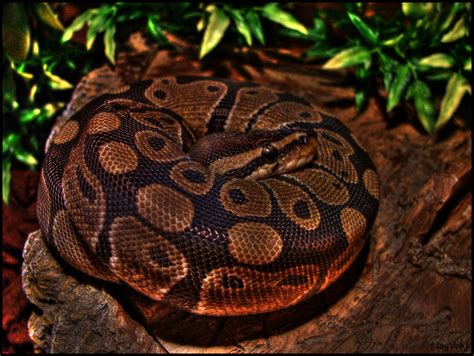 Image result for Python Regius