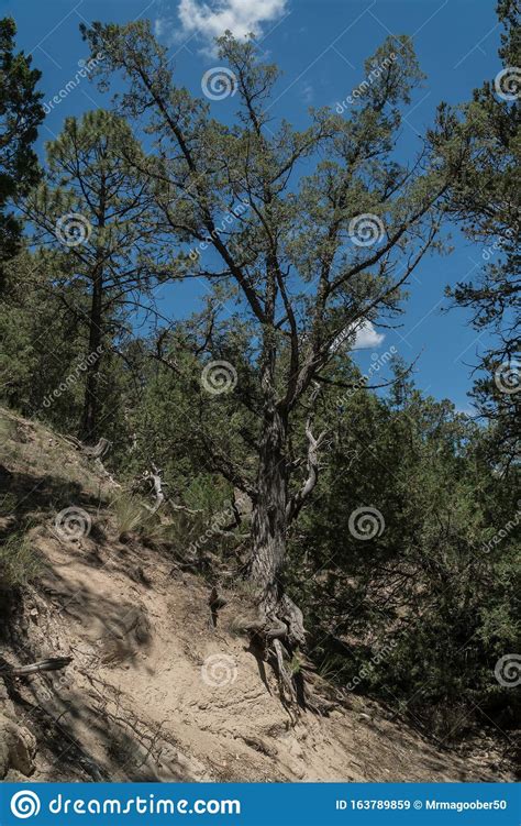 Vertical of Trees in the Gila National Forest, New Mexico. Stock Image ...