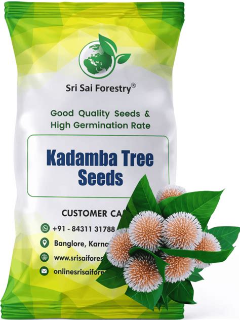 Kadamba Tree Seeds | Satabisha Nakshatra Seed - SRI SAI FORESTRY