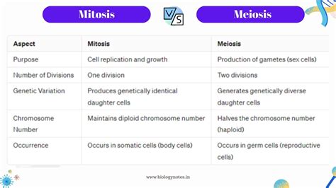 5 Key Differences between Mitosis and Meiosis Explained - Biology Notes
