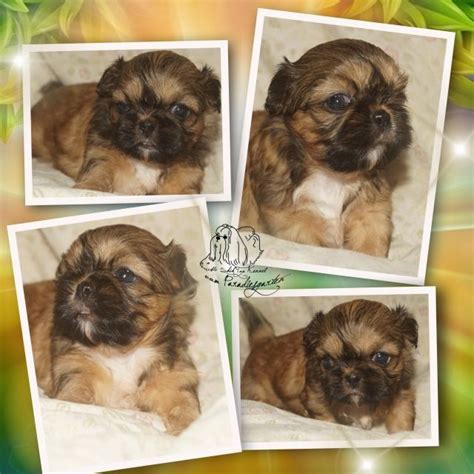 Rassehunde Franzoesische Bulldogge Kleinanzeigen | Rassehunde ...