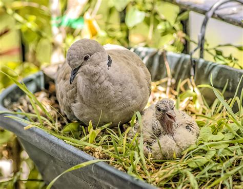 Free Images : nature, animals, birds, turtledoves, wild, summer, outdoors, heads, eyes, beaks ...