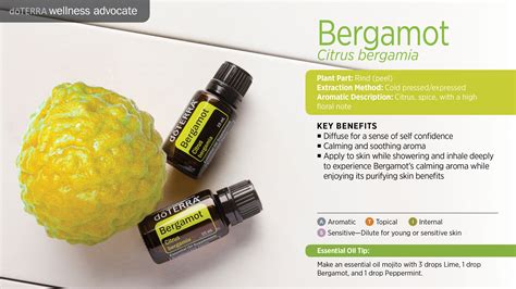 Essential Oil Of Bergamot at Bernard Baril blog
