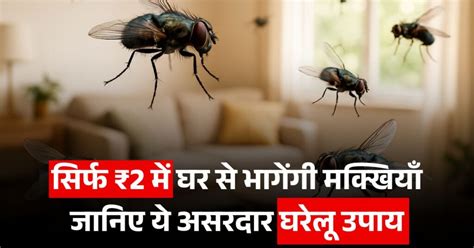 Health News: सिर्फ ₹2 में मक्खियों से पाएं छुटकारा, घर से ऐसे भागेंगी ...