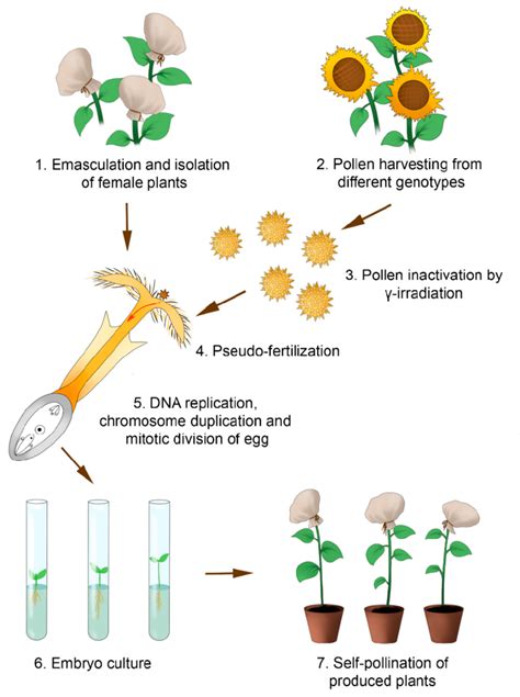 Image result for Parthenogenesis Examples