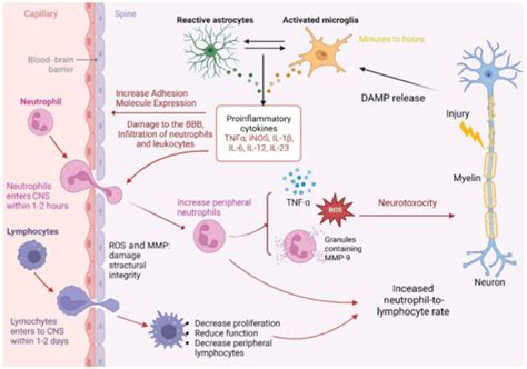 The Neutrophil-to-Lymphocyte Ratio in Patients with Spinal Cord Injury ...