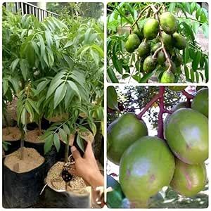 PLANT EXOTIC Hog Plum Plant Bilati Sweet Amra Ambarella Spondias Mombin ...