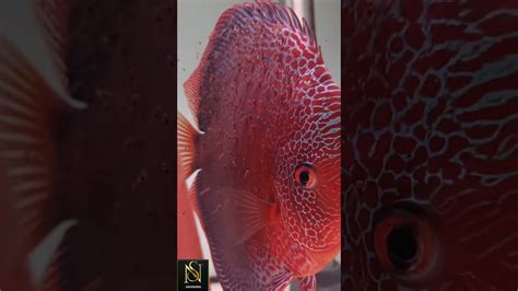 Rezultat imagine pentru Discus Care Guide