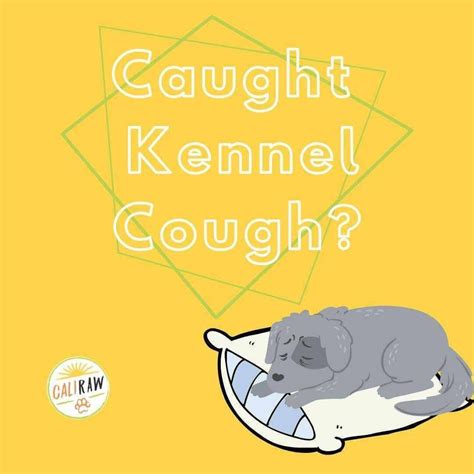 How To Treat Kennel Cough Naturally In Dogs