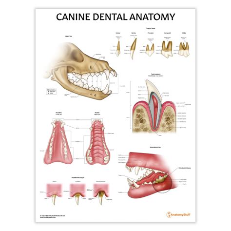 Dog Dental Anatomy How Many Teeth Do Dogs Have? Your Dog Dental