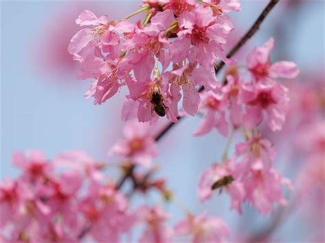美丽吴忠（26）| 春暖繁花开，蜜蜂采蜜忙！