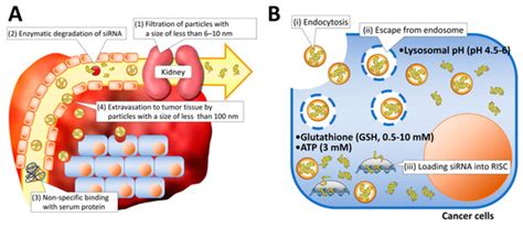 siRNA Delivery Strategies: A Comprehensive Review of Recent Developments