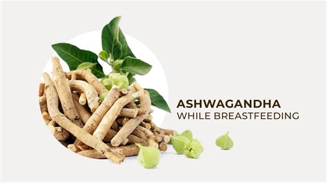 Ashwagandha While Breastfeeding – gardenix