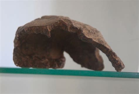 Image result for Java Man Found