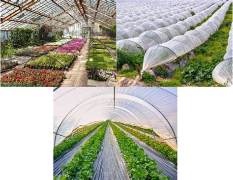 Olericulture or vegetable farming — lesson. Science State Board, Class 9.