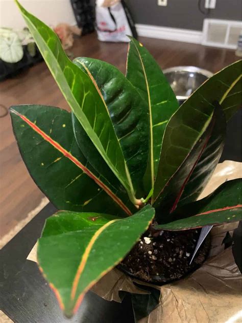 15+ Perfect East Facing Window Plants - Plants Craze