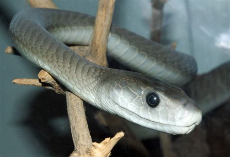 Black and Green Mamba Snake - Hluhluwe Game Reserve