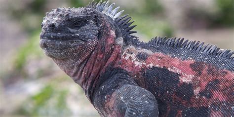 Are Iguanas Like Dogs