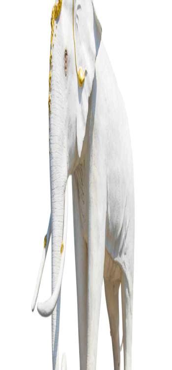 Elephant Statue Vastu Tips for Wealth and Happiness In 2025