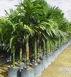 Coconut Lagoon Rare Dwarf High Yielding Arecanut Variety (सुपारी का ...