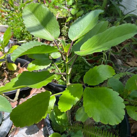 LARGE Leaf of Life Live Plant Bryophyllum Pinnatum kalanchoe Pinnata ...