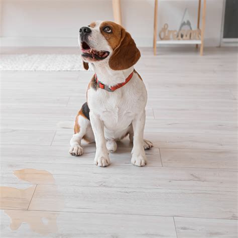 Can Stress Cause Vomiting in Dogs? Here's What The Experts Say - Dog ...