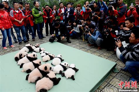 熊猫宝宝其实是磨人精！地球都阻止不了熊猫粘人了！ - 知乎