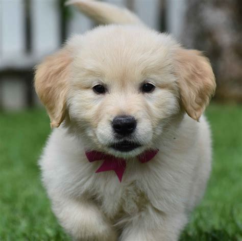 Golden Retrievers Puppies With Blue Eyes