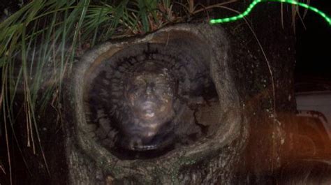 Ghost Walk of Saint Simons (Saint Simons Island) - All You Need to Know ...