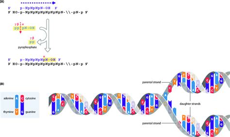 Image result for DNA Formation Process