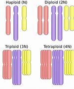 Image result for tetraploid