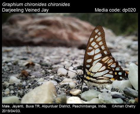 Graphium chironides (Honrath, 1884) - Veined Jay | Butterfly
