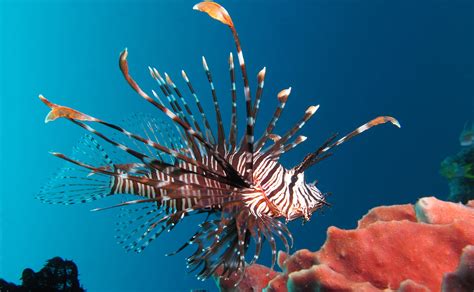 What Eats Lionfish