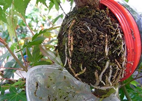 Buy 5 pack cutting globe propagators 2 large 3 med,simple and easy way ...