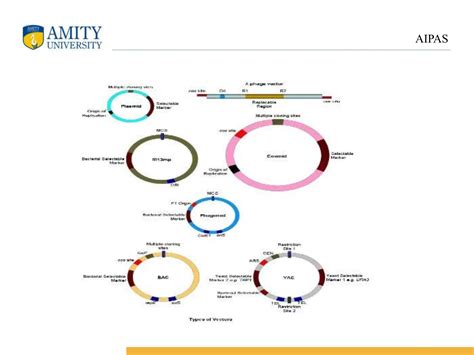 Genetic Engineering Presentation 的图像结果