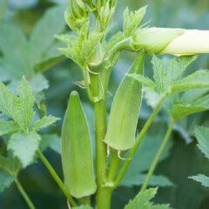 SREE ,Okra / Ladyfinger seed / Vindi Organic Seed, Vegetable Seed, Okra ...